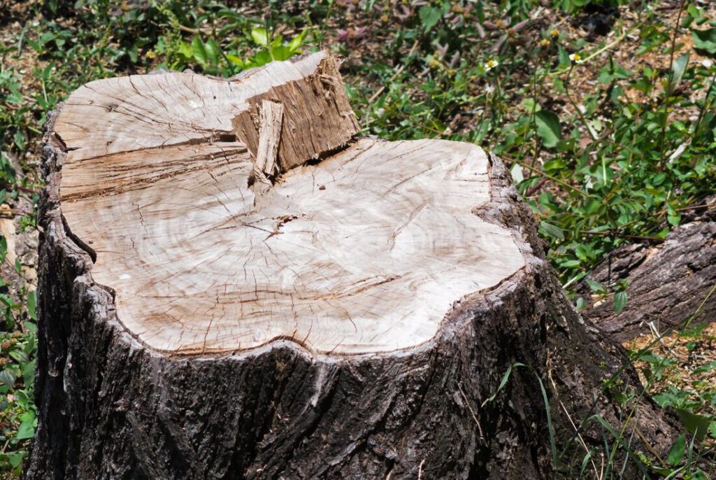 keller-tree-service-pros-stump-grinding-removal-1_orig